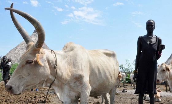 Campanha de vacinação quer proteger 9,4 milhões de animais no Sudão